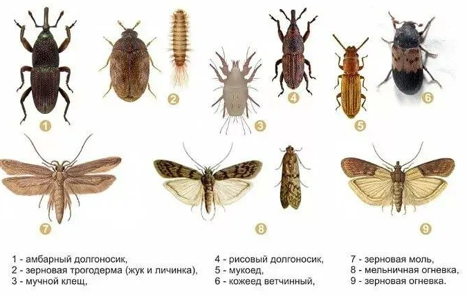 СИГНАЛИЗАЦИОННОЕ СООБЩЕНИЕ РОССЕЛЬХОЗЦЕНТРА.