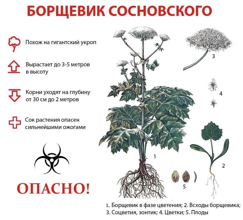 ИНФОРМАЦИОННЫЙ ЛИСТОК РОССЕЛЬХОЗЦЕНТРА.