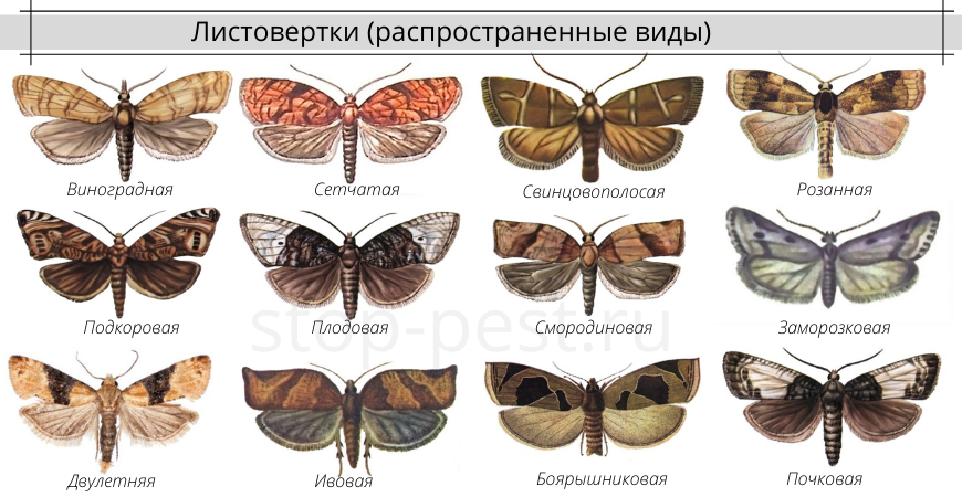 СИГНАЛИЗАЦИОННОЕ СООБЩЕНИЕ РОССЕЛЬХОЗЦЕНТРА.