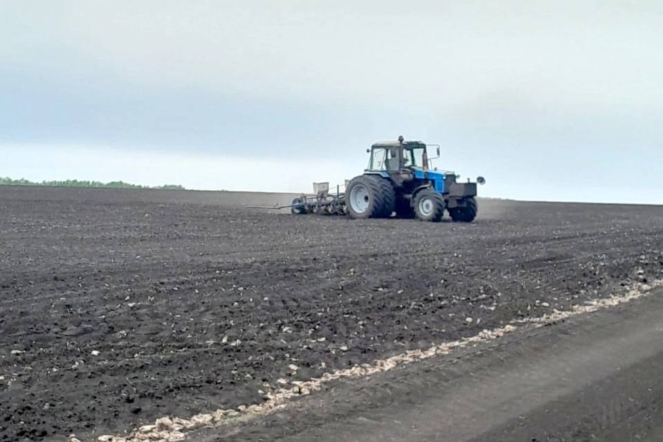 Аграрии пересевают погибшие от заморозков посевы.